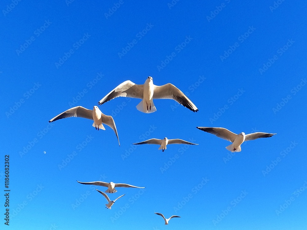 Obraz premium Gaviotas Barcelona Catalunia España Vuelo