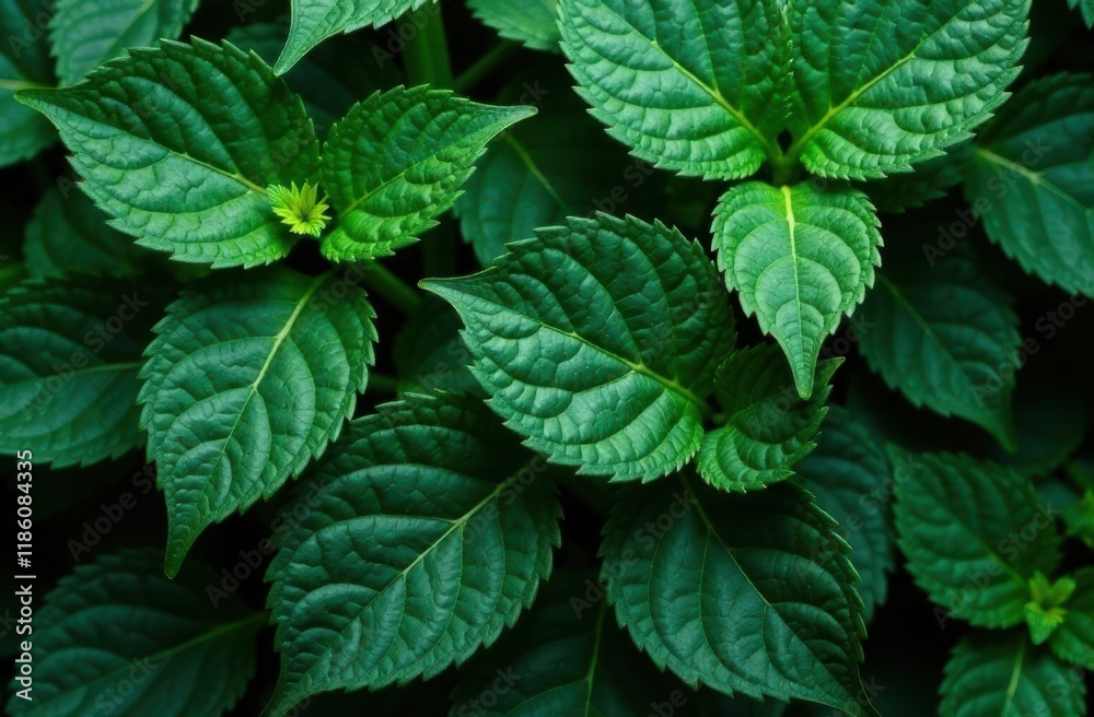 Vibrant green leaves with intricate patterns and rich textures Vibrant green leaves with intricate patterns and rich textures
