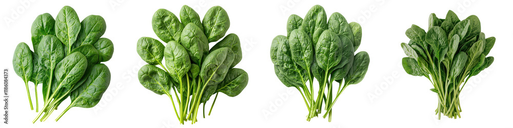 Fototapeta premium Assortment of Fresh Green Leafy Vegetables Including Spinach Kale and Swiss Chard on White Background Healthy Organic and Nutritious Ingredients for Salads Cooking and Diets