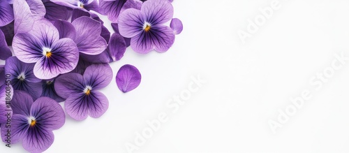 Beautiful violet flowers ar...