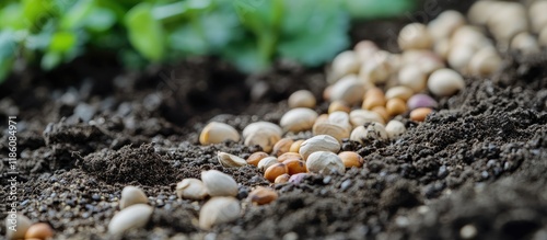 Plant various seeds in the ...