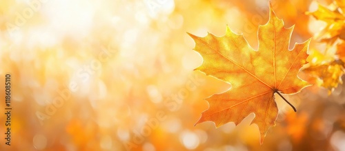 Bright autumn maple leaf in...