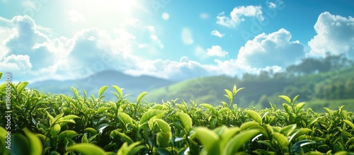 The background features tea...