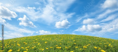 Yellow flowers on a hill be...