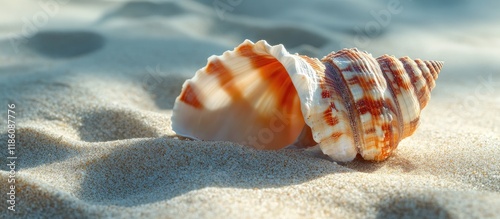 Seashell on the sand. with ...