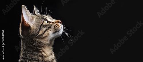Striped cat gazing up and t...