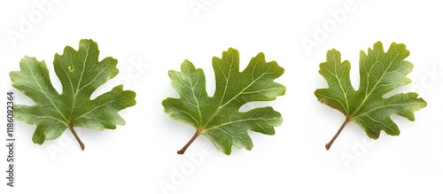 Oak leaves set against a wh...
