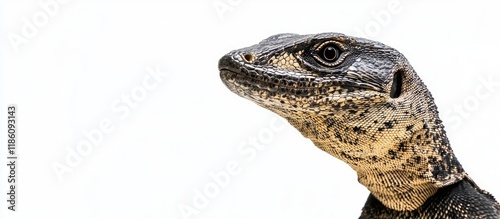 Timor Monitor Lizard Varanu...