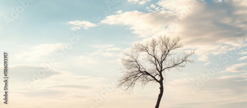The outline of a leafless t...