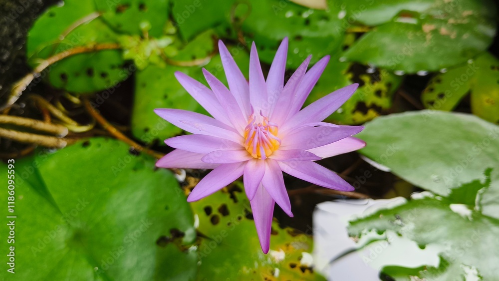 Small violet waterlily aquatic fresh water flower plant with green leaves isolated on pond. Beautiful nymphaea pubescens or lily closeup macro top view.