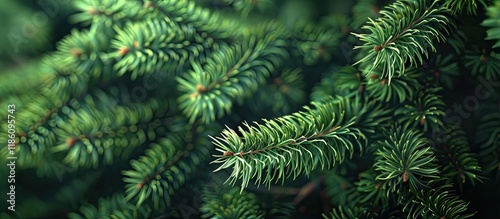 Green spruce pine needles b...