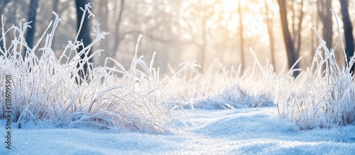 Frosty grass blanketed in s...