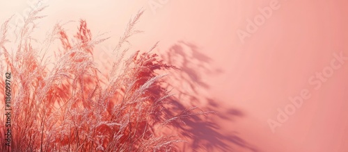 Dry grass and shade on a pi...