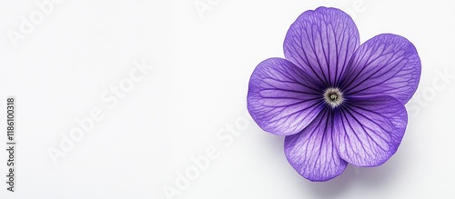 Purple flower on a white ba...
