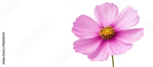 Cosmos flower isolated on a...
