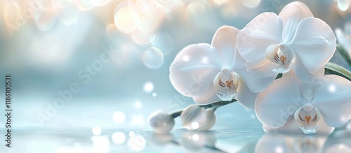 Branch of a lovely white or...