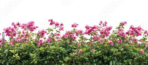 Bougainvillea bush flowers ...