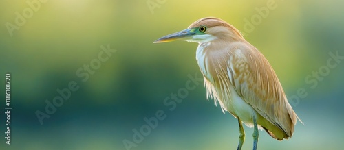 Squacco heron Ardeola rallo...