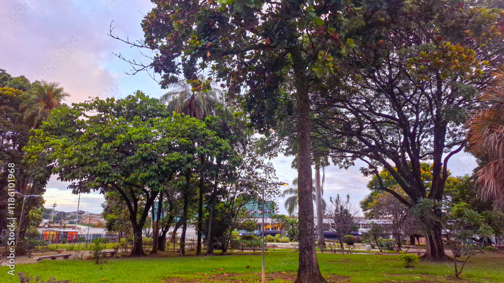 Obraz premium Flores e plantas