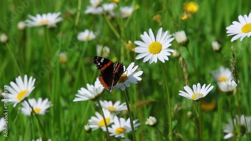 Red admiral Vanessa atalanta butterfly sitting on a daisy blossom in early summer photo