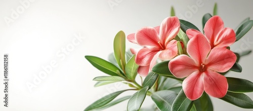 Bunga kamboja Jepang atau bunga adenium. with copy space image. Place for adding text or design photo