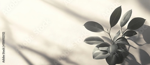 The plant s shadow on a lig...