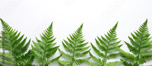 Tropical summer fern branch...