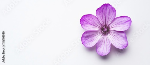 Purple flower on a white ba...