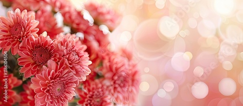 Red Chrysanthemums bouquet ...