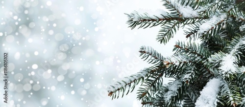 Snow covered fir branches A...