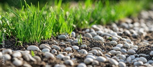 Close up of a reseeded lawn...