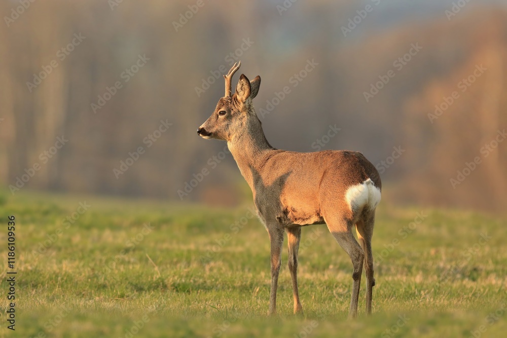 A beautiful roebuck stands on the meadow. Wildlife scene with a roe deer. Capreolus capreolus. A beautiful roebuck stands on the meadow. Wildlife scene with a roe deer. Capreolus capreolus.