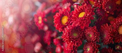 Red Chrysanthemums bouquet ...