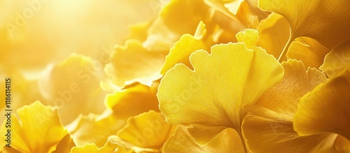 Background of golden ginkgo...