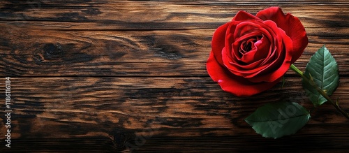 Red rose flower with copysp...