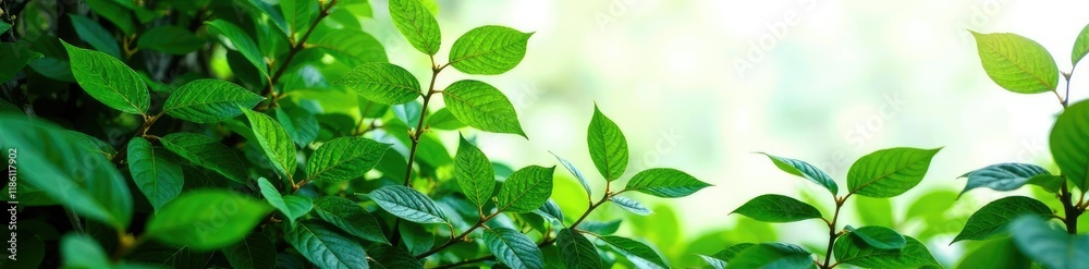Dense green foliage of Piper sarmentosum on white background, leaves, botanical, forest Dense green foliage of Piper sarmentosum on white background, leaves, botanical, forest