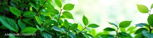 Dense green foliage of Piper sarmentosum on white background, leaves, botanical, forest photo