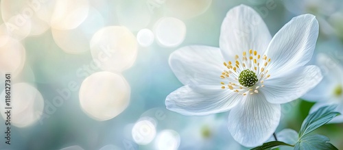Close up macro of a lovely ...