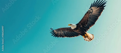 An eagle soars high in the ...
