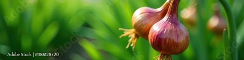 Onion blossoms on a green stem with prominent veins, plant life, nature photography