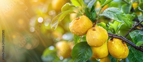 Yellow quinces on tree bran...