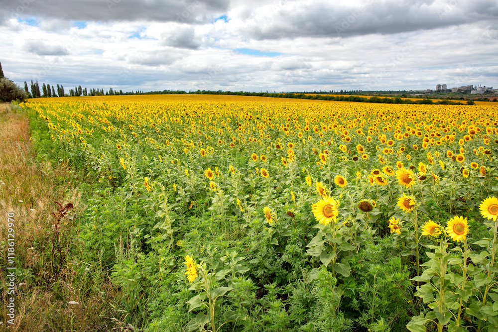 Sunlit fields of golden sunflowers stretching beyond the horizon on a cloudy day