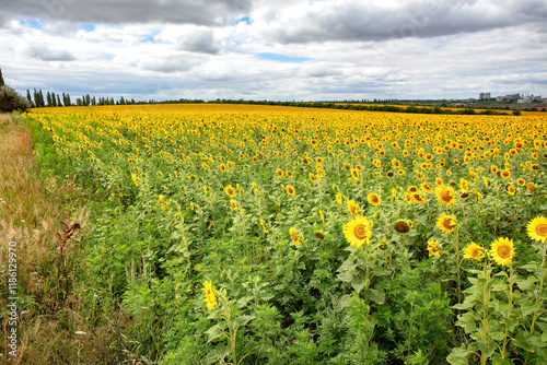 Obraz na płótnie Sunlit fields of golden sunflowers stretching beyond the horizon on a cloudy day w salonie