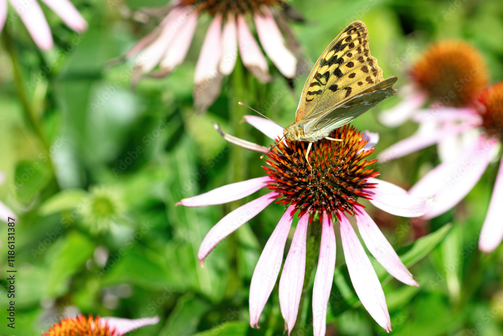 Vibrant butterfly dances atop bright coneflower in a sunlit garden