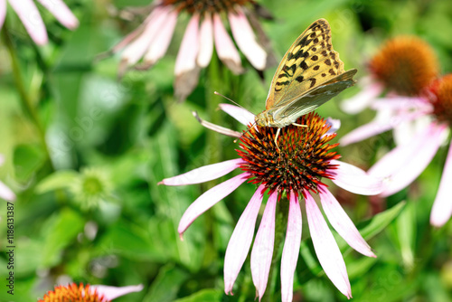 Vibrant butterfly dances atop bright coneflower in a sunlit garden