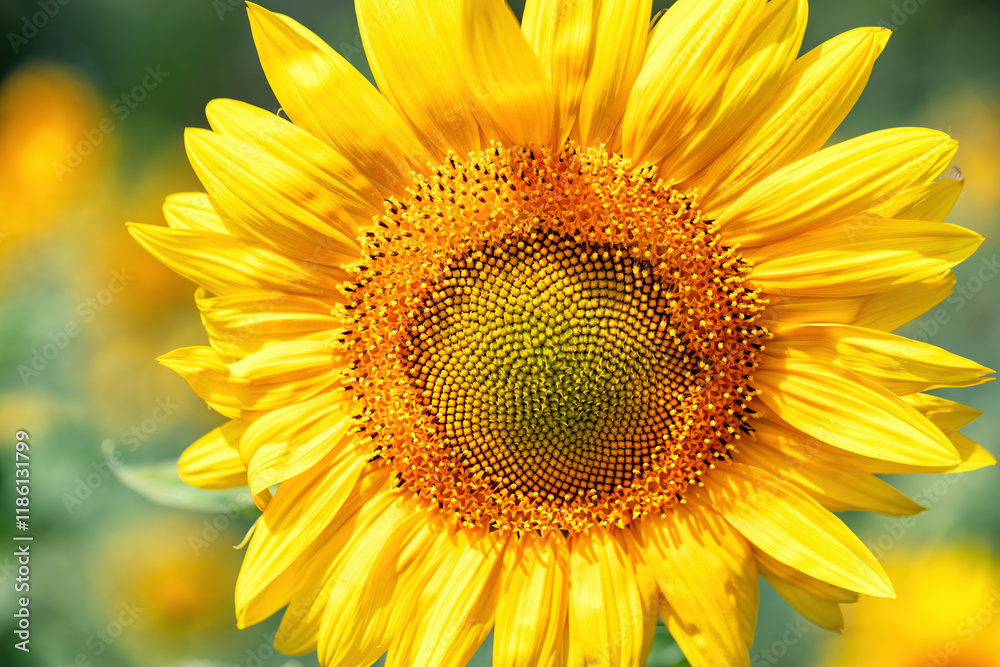 Golden sunflowers bloom brightly under a clear blue sky in mid-summer