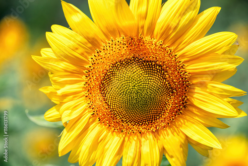 Obraz na płótnie Golden sunflowers bloom brightly under a clear blue sky in mid-summer w salonie