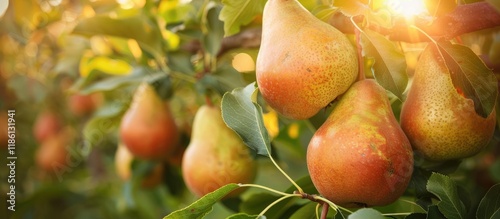 pears growing on a pear tre...