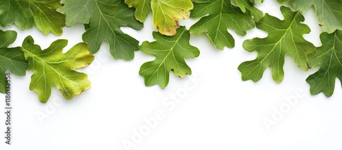 Oak leaves set against a wh...