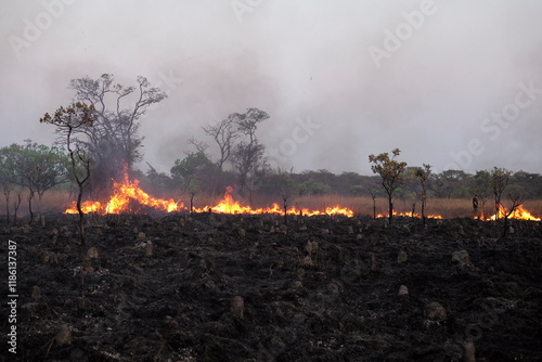Raging Wildfire with high flames, a Bushfire laid by poachers, wild bushfire, heavy fire, burning grass, burning plains, disastrous inferno